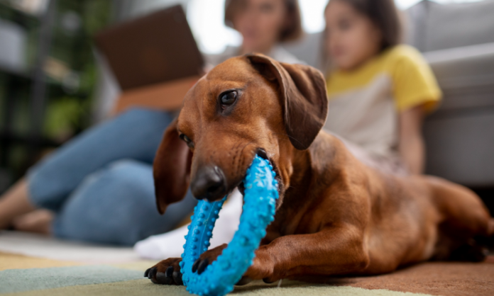 Como-elegir-el-mejor-juguete-para-tu-perro