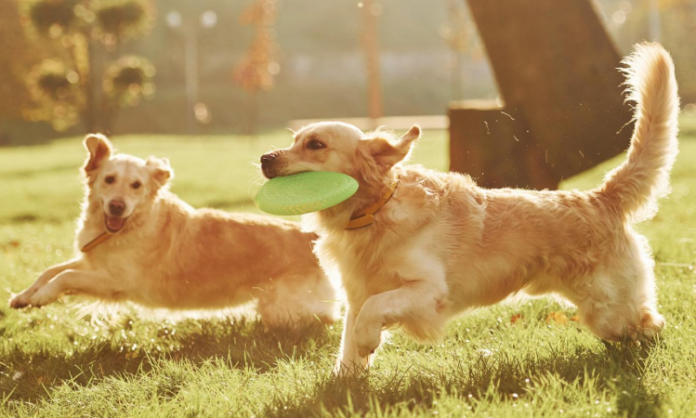 Cuanto-tiempo-hay-que-jugar-con-el-perro